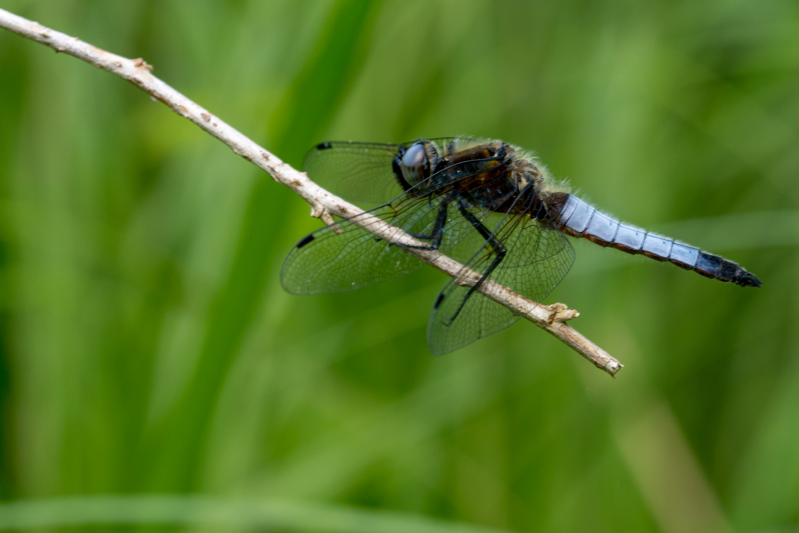 Spitzenfleck (Libellula fulva), Männchen