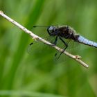 Spitzenfleck (Libellula fulva), Männchen