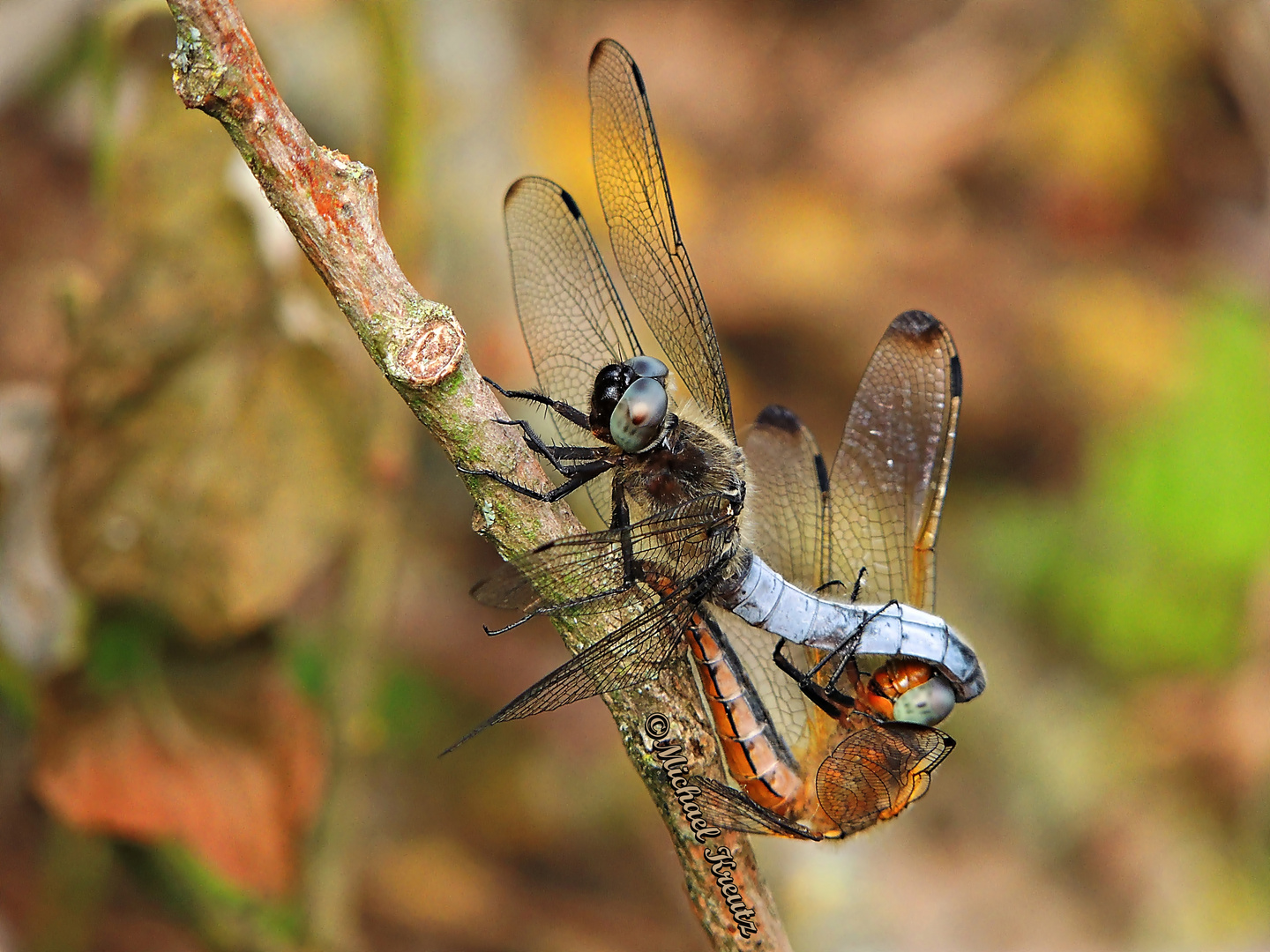 Spitzenfleck – Libellula fulva / Paarungsrad