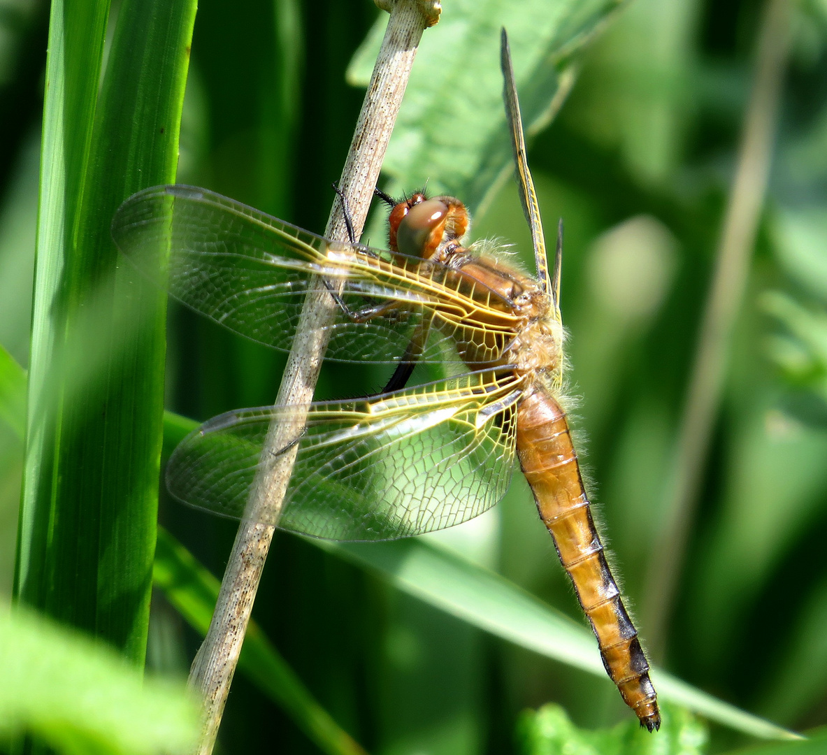 Spitzenfleck (Libellula fulva), Weibchen