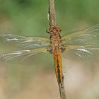 Spitzenfleck (Libellula fulva), Weibchen