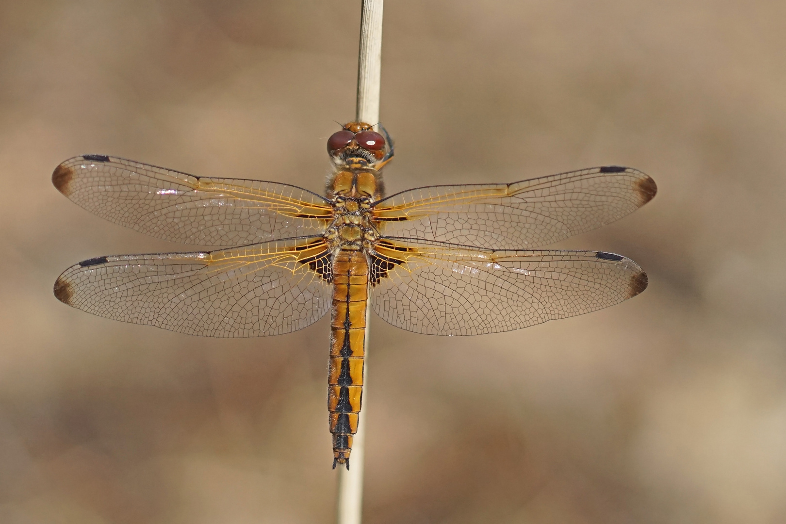 Spitzenfleck (Libellula fulva), Weibchen