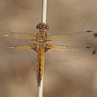 Spitzenfleck (Libellula fulva), Weibchen