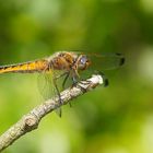 Spitzenfleck (Libellula fulva), Weibchen