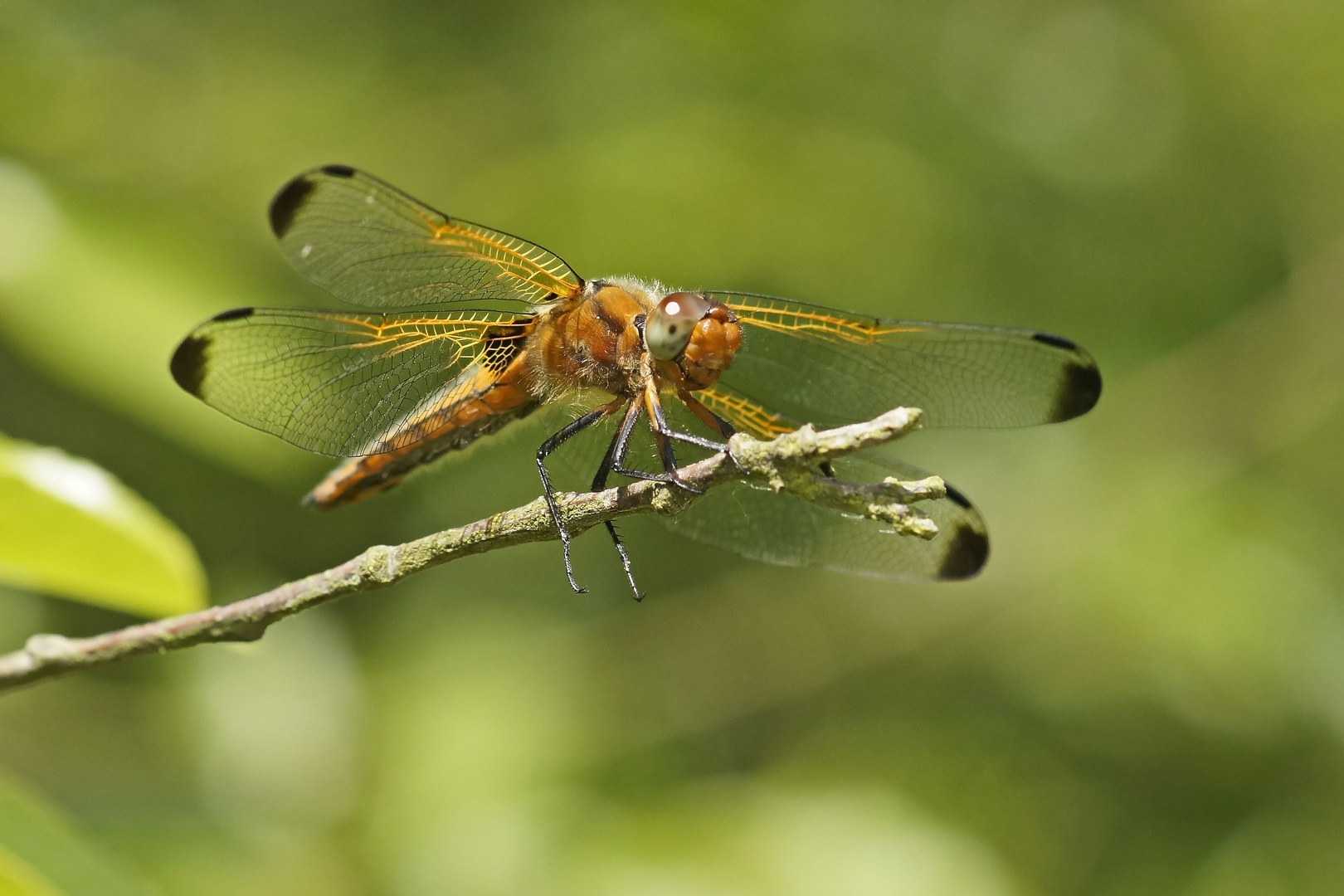 Spitzenfleck (Libellula fulva), Weibchen