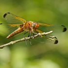 Spitzenfleck (Libellula fulva), Weibchen