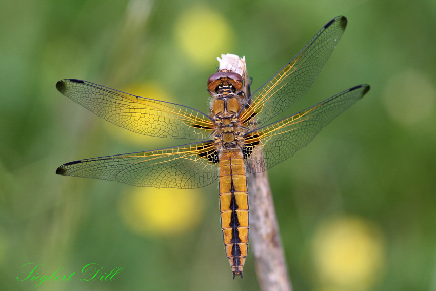 Spitzenfleck (Libellula fulva) Weibchen