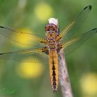 Spitzenfleck (Libellula fulva) Weibchen