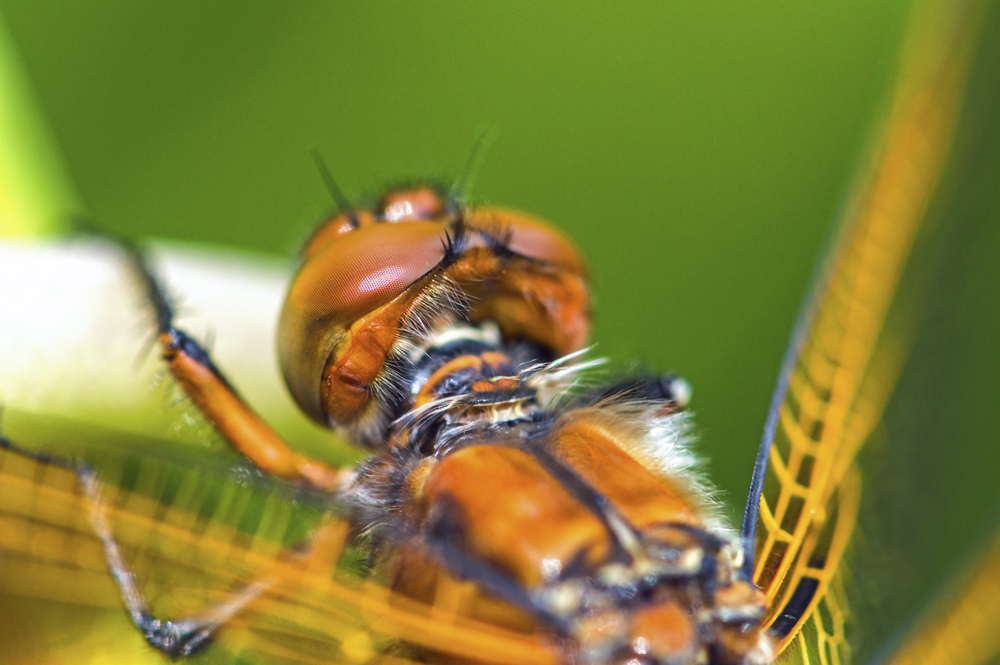 Spitzenfleck (liebllula fulva)