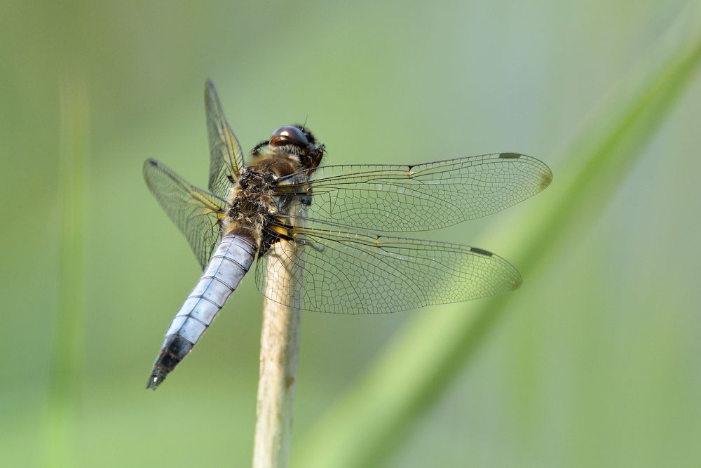 Spitzenfleck (Männchen)