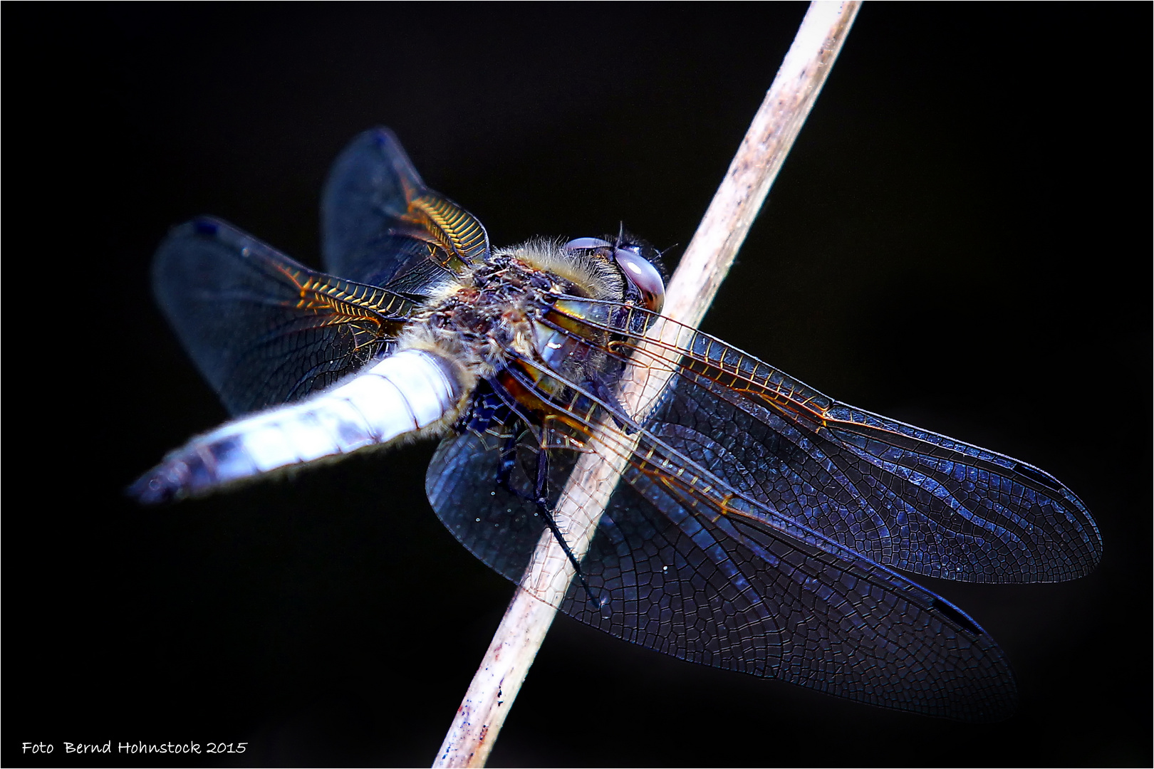 Spitzenfleck oder  (Libellula fulva)