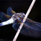 Spitzenfleck oder  (Libellula fulva)