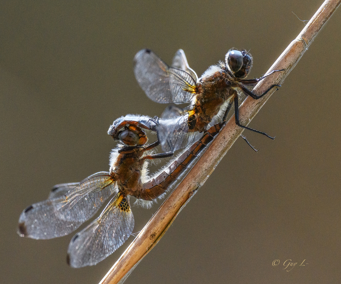 Spitzenflecke (Libellula fulva)