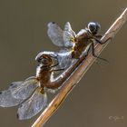 Spitzenflecke (Libellula fulva)