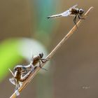 Spitzenflecke (Libellula fulva)