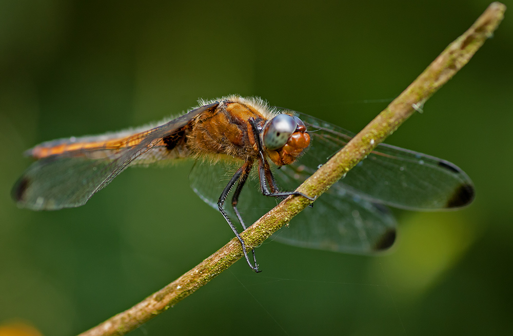 Spitzenflecklibelle