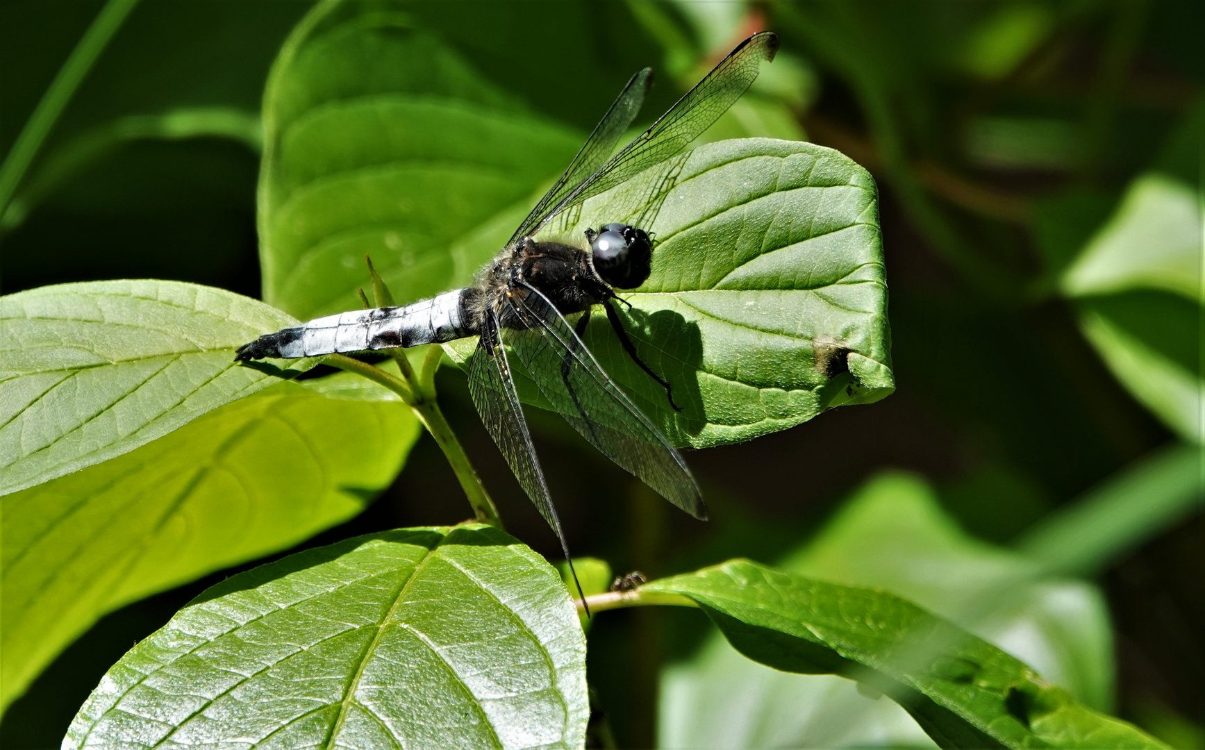 Spitzenflecklibelle