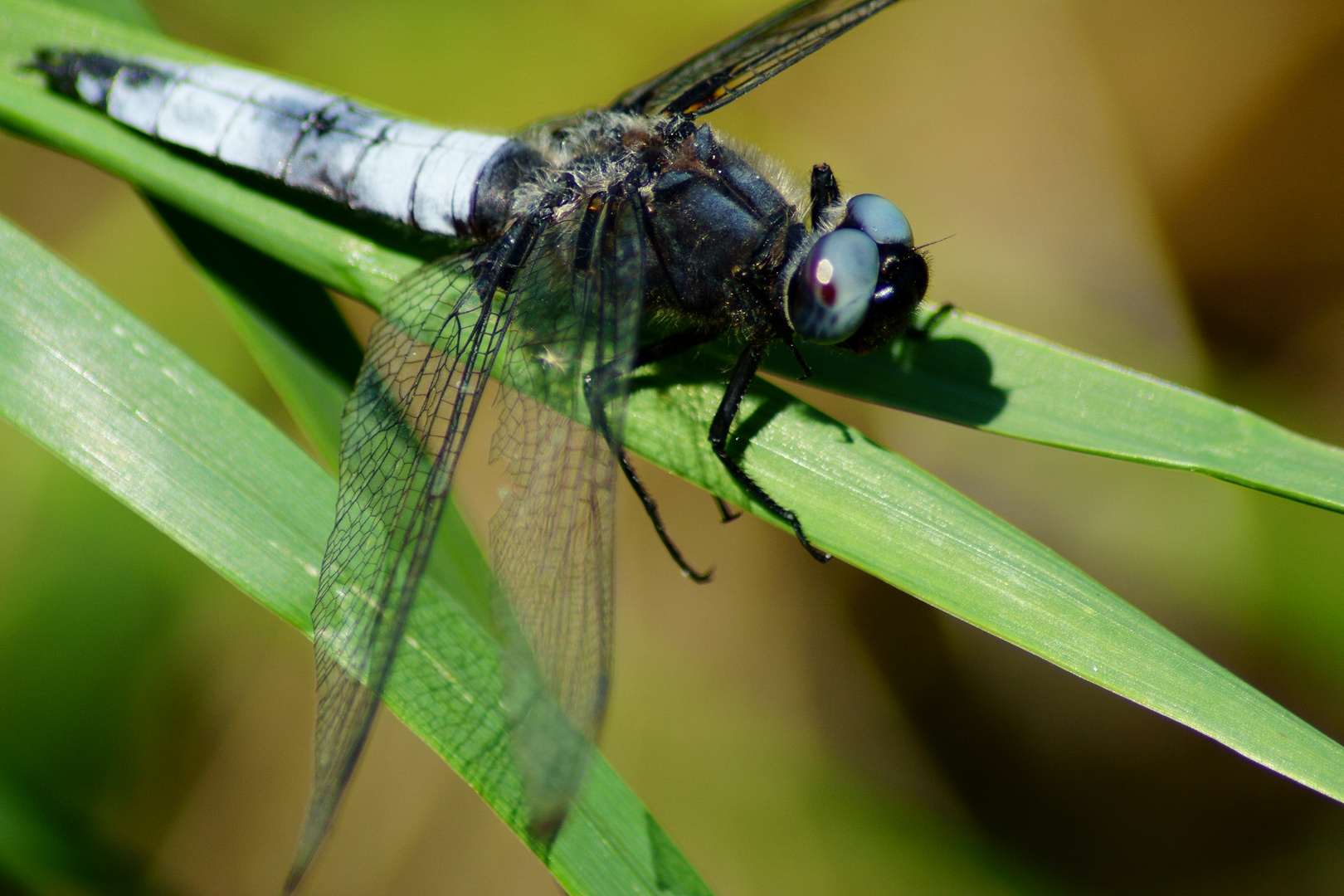 Spitzenflecklibelle