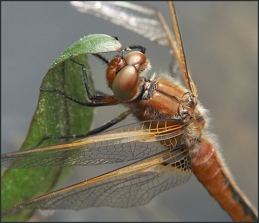 Spitzenflecklibelle