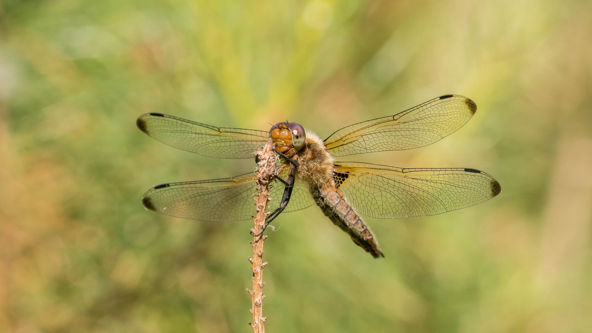 Spitzenflecklibelle