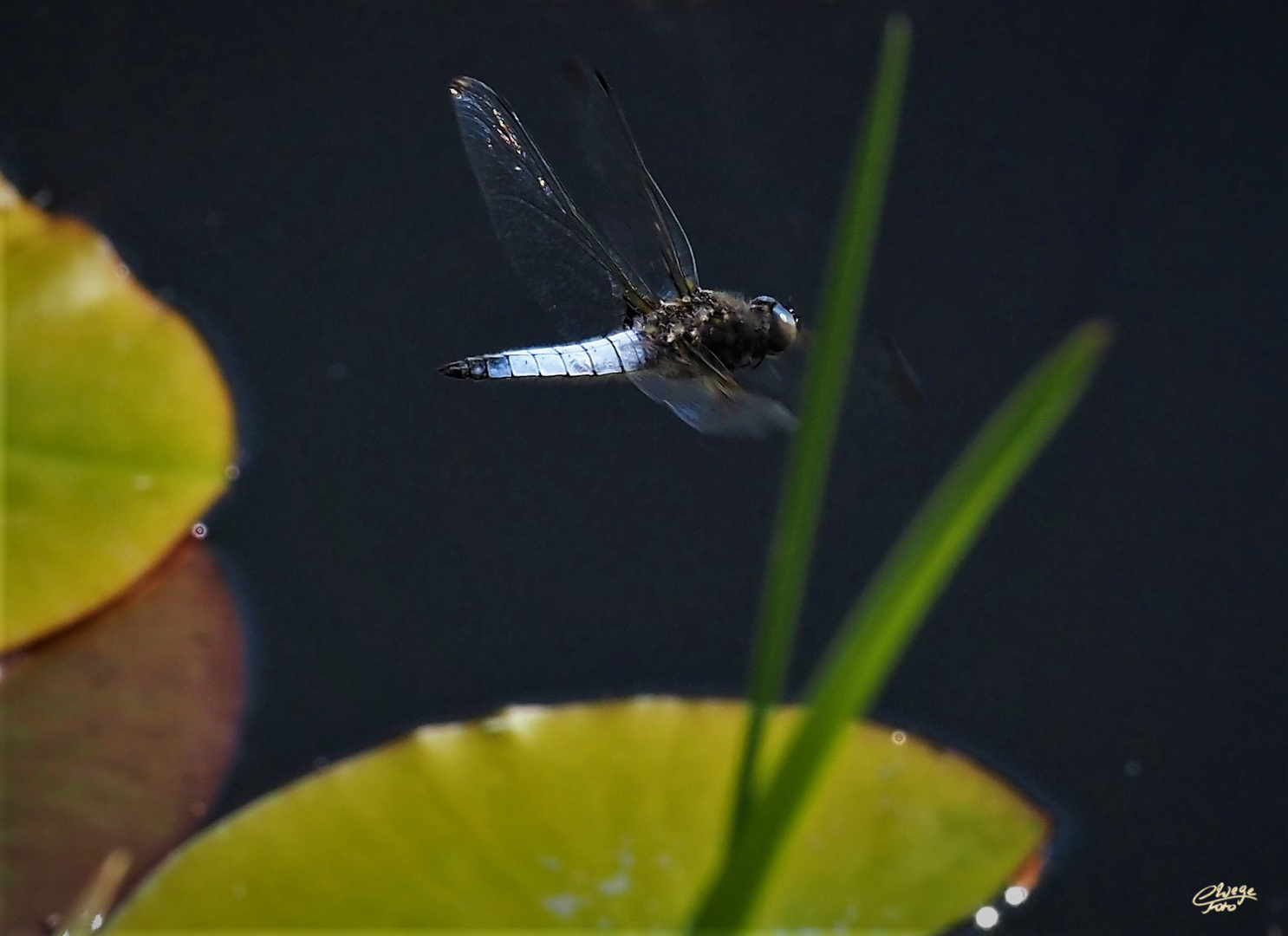 Spitzenflecklibelle im Flug