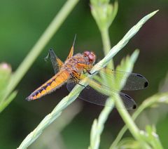 Spitzenflecklibelle, junges Weibchen