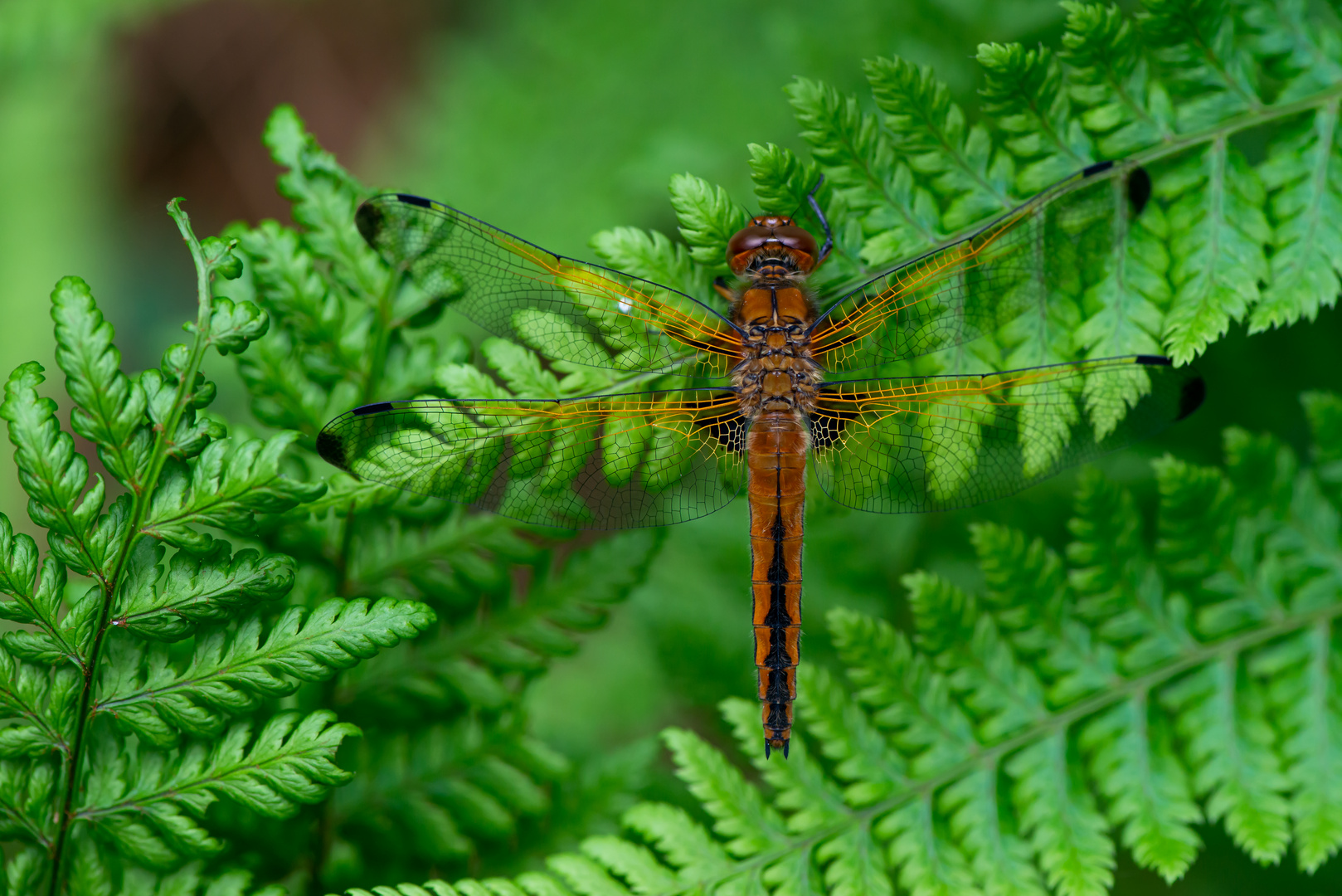 Spitzenflecklibelle (weiblich)