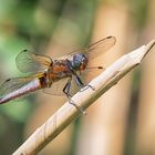 Spitzenflecks (Libellula fulva).