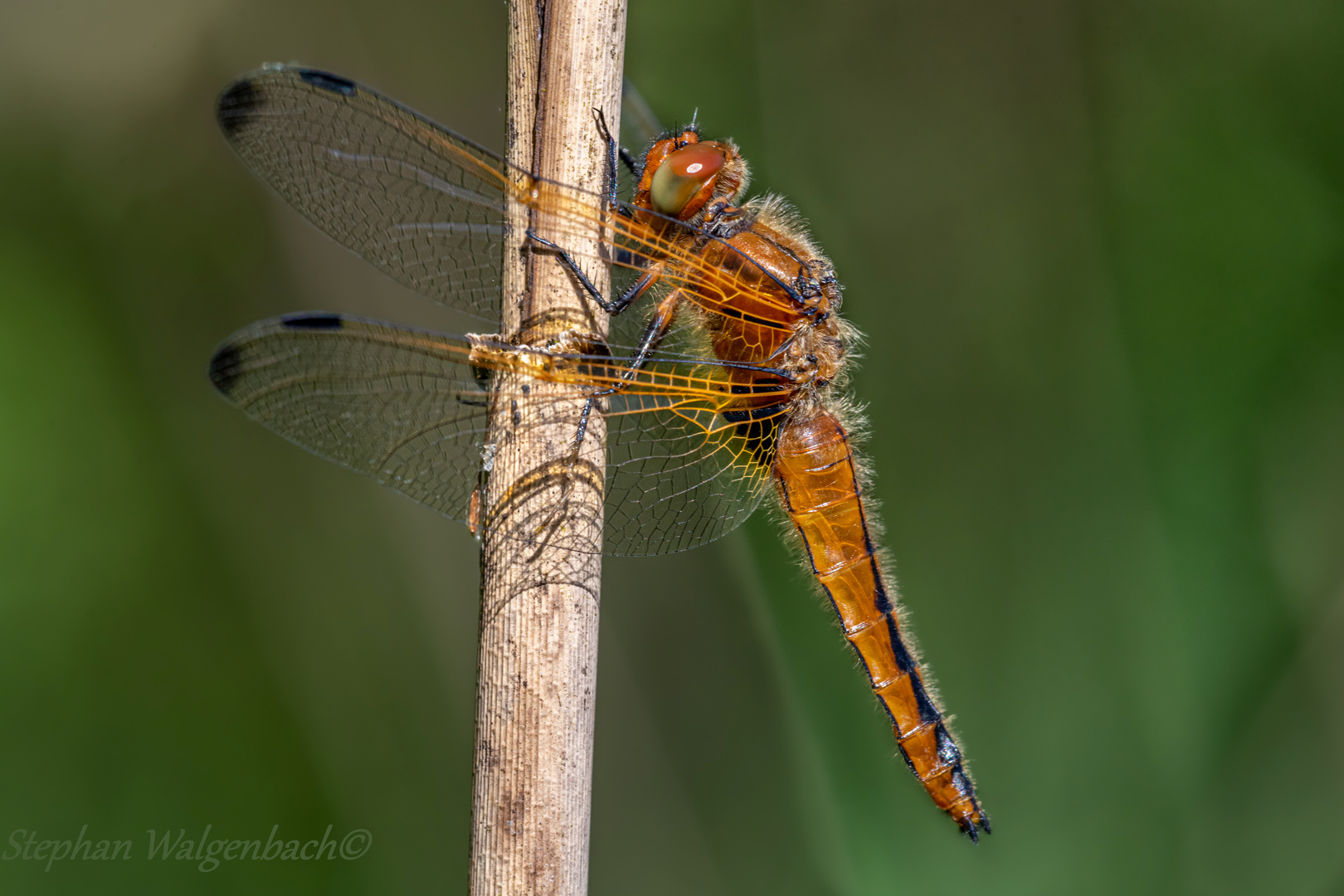 Spitzenfleckweibchen (Libellula fulva)