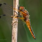 Spitzenfleckweibchen (Libellula fulva)