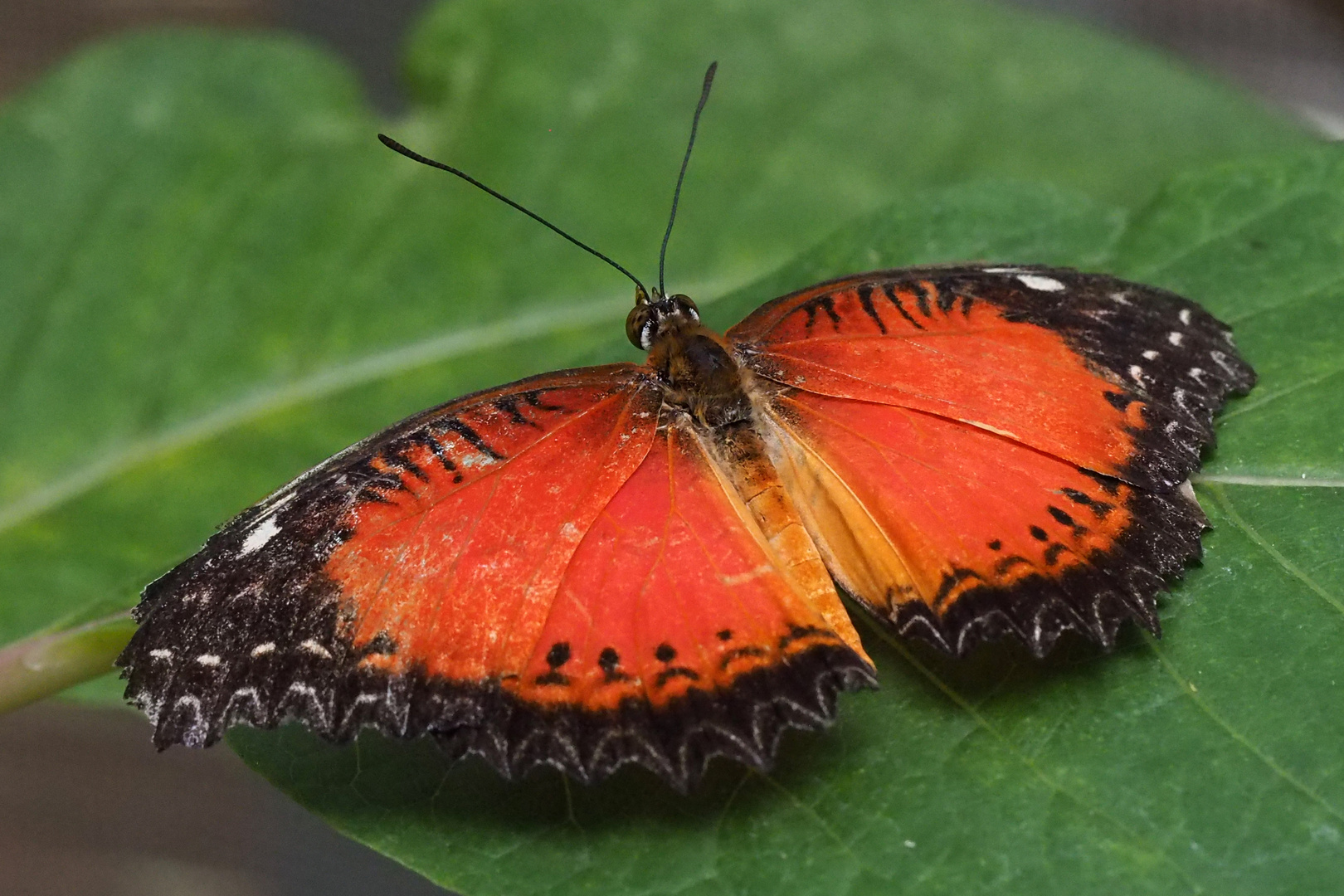 Spitzenflügel (Cethosia biblis) 1