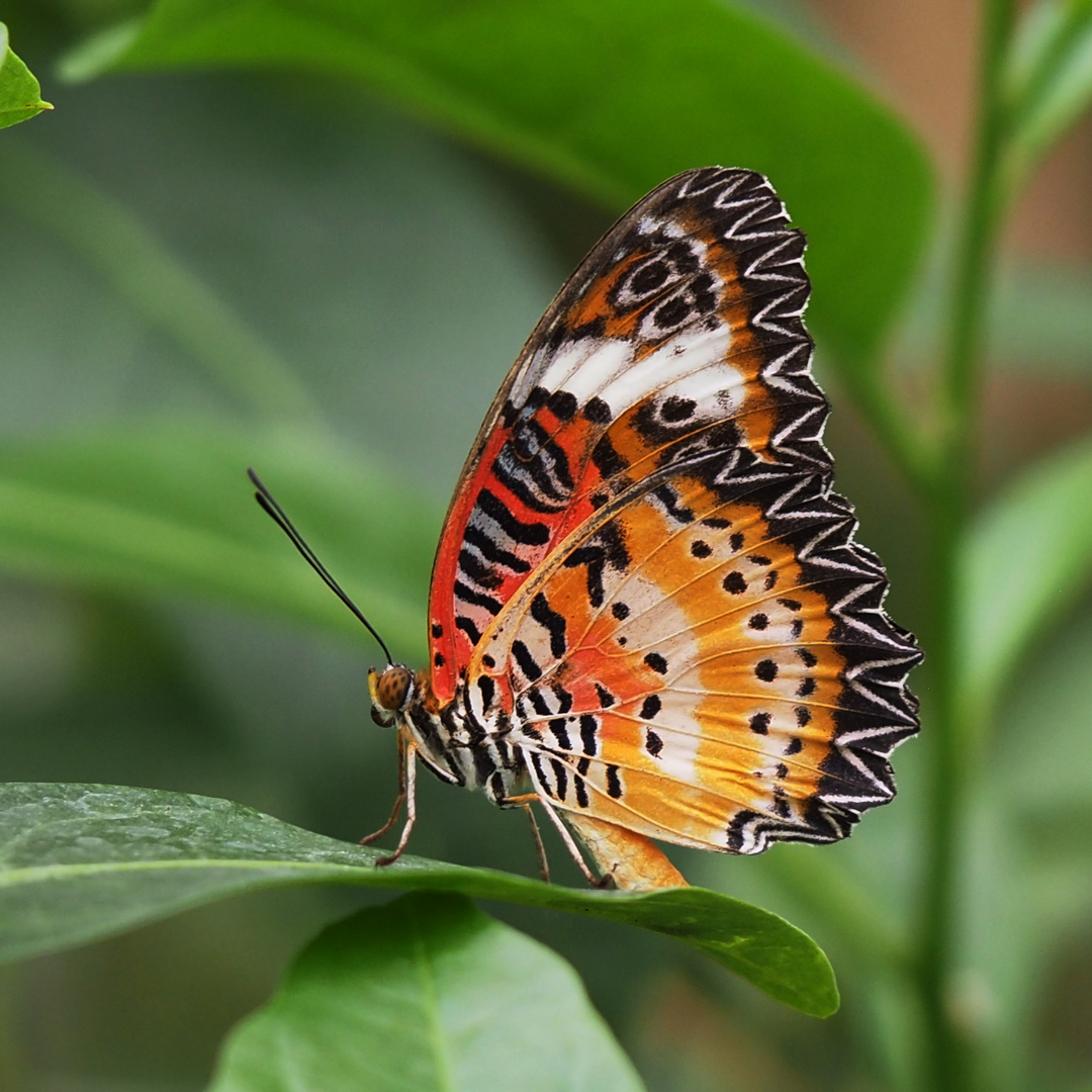 Spitzenflügel (Cethosia biblis) 2 Unterseite