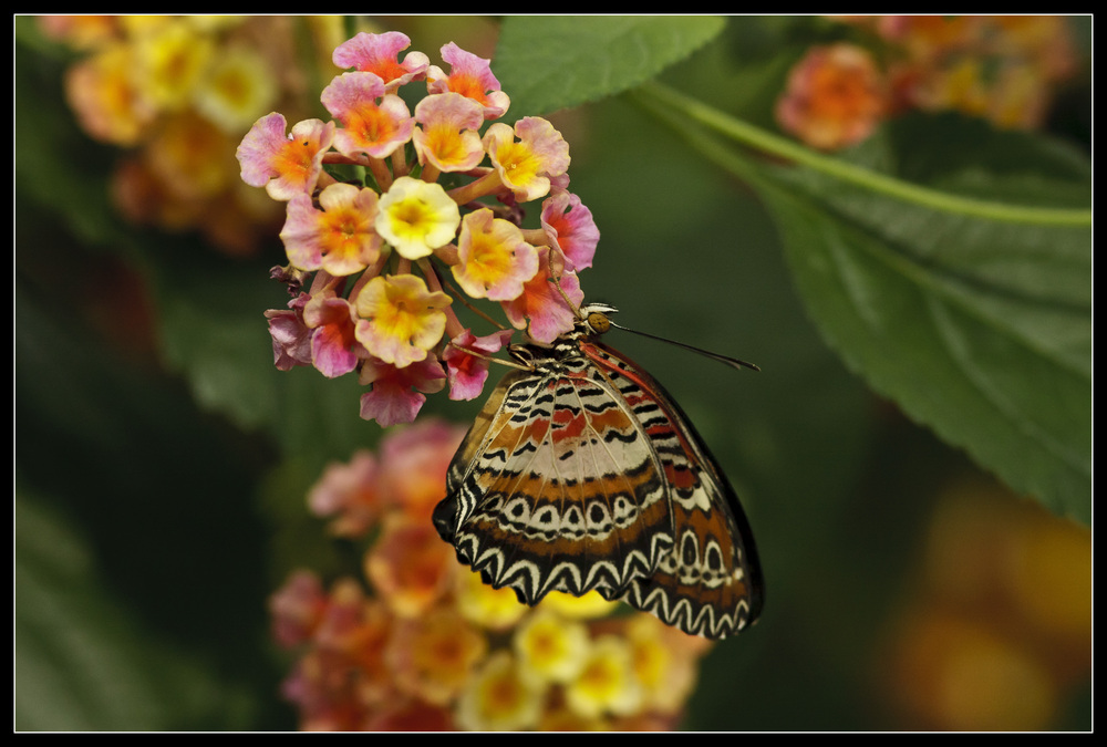 Spitzenflügel (Cethosia biblis)