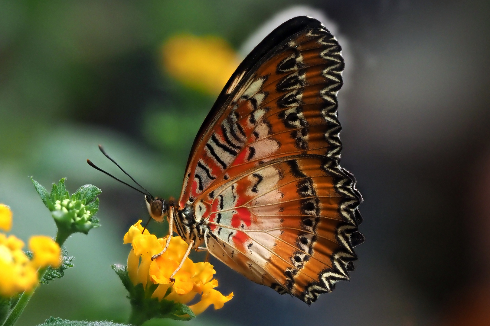 Spitzenflügel (Cethosia biblis)