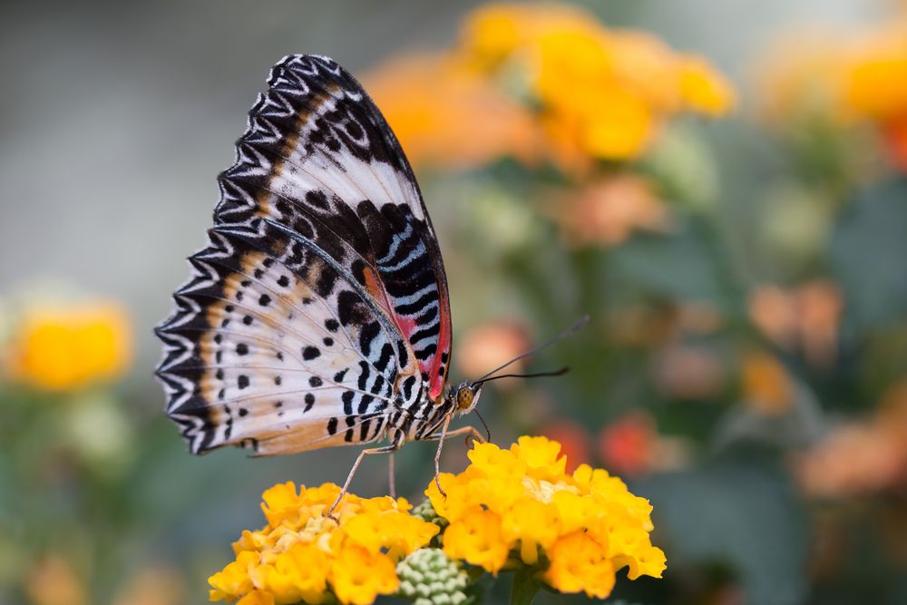 Spitzenflügel / Leopardennetzflügler