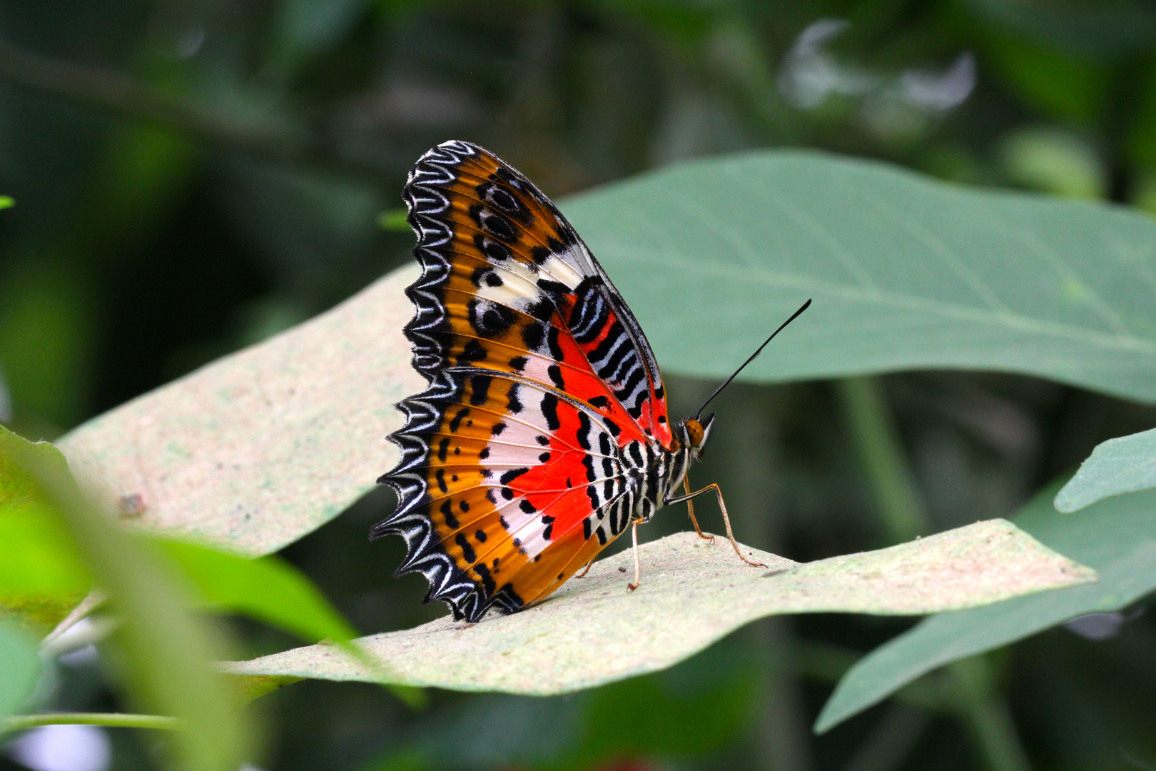 Spitzenflügel / Leopardennetzflügler im Krefelder Schmetterlingshaus