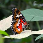 Spitzenflügel / Leopardennetzflügler im Krefelder Schmetterlingshaus