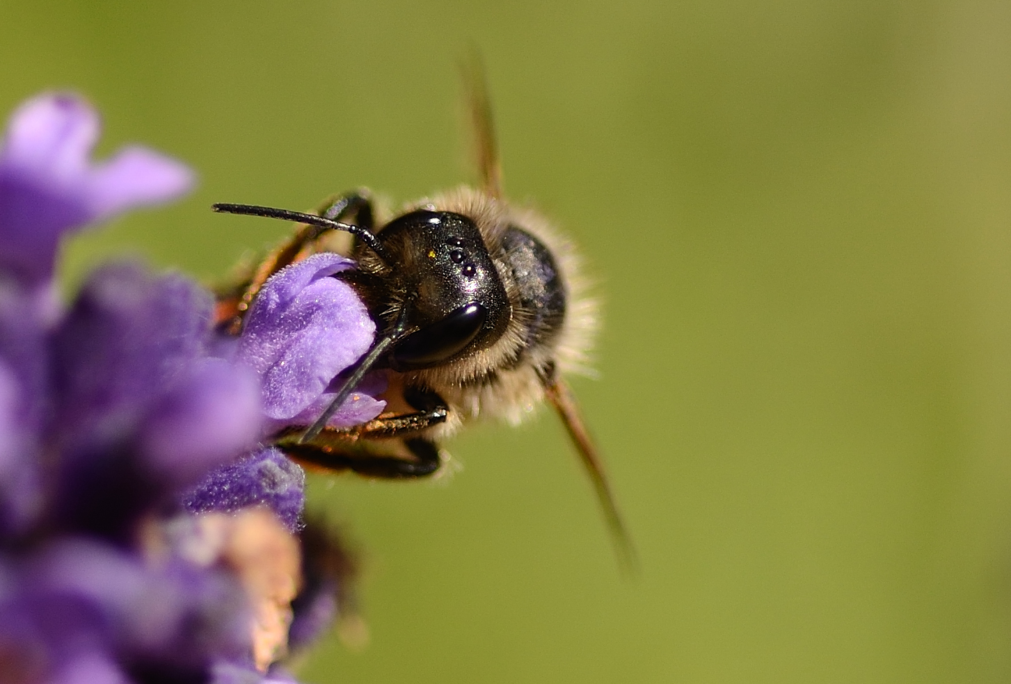 Spitzenhonig aus Lavendel