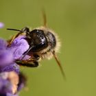 Spitzenhonig aus Lavendel