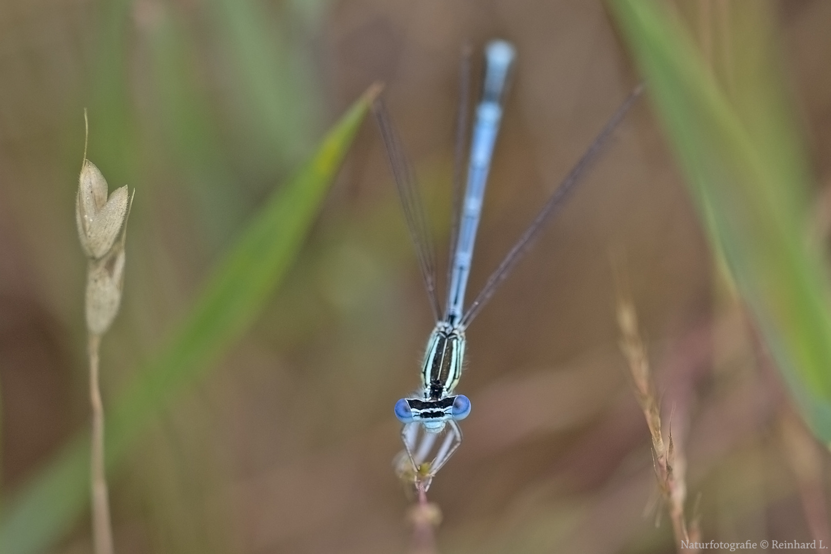   Spitzenkraft im Insekten-Varieté 2017