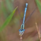   Spitzenkraft im Insekten-Varieté 2017