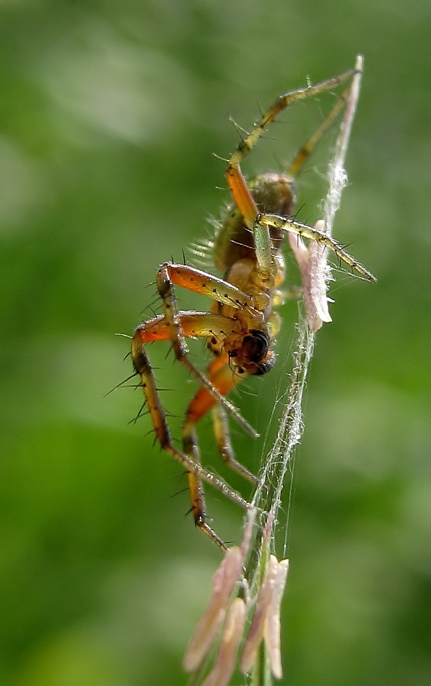 Spitzenmännchen