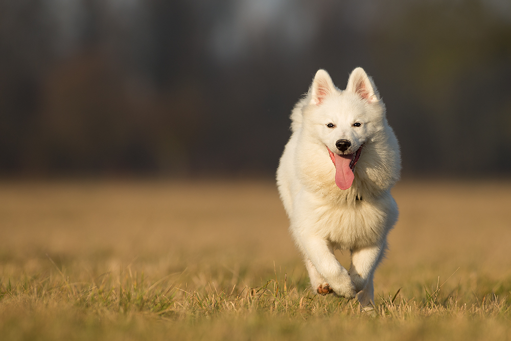 Spitz(enmäßig) ...