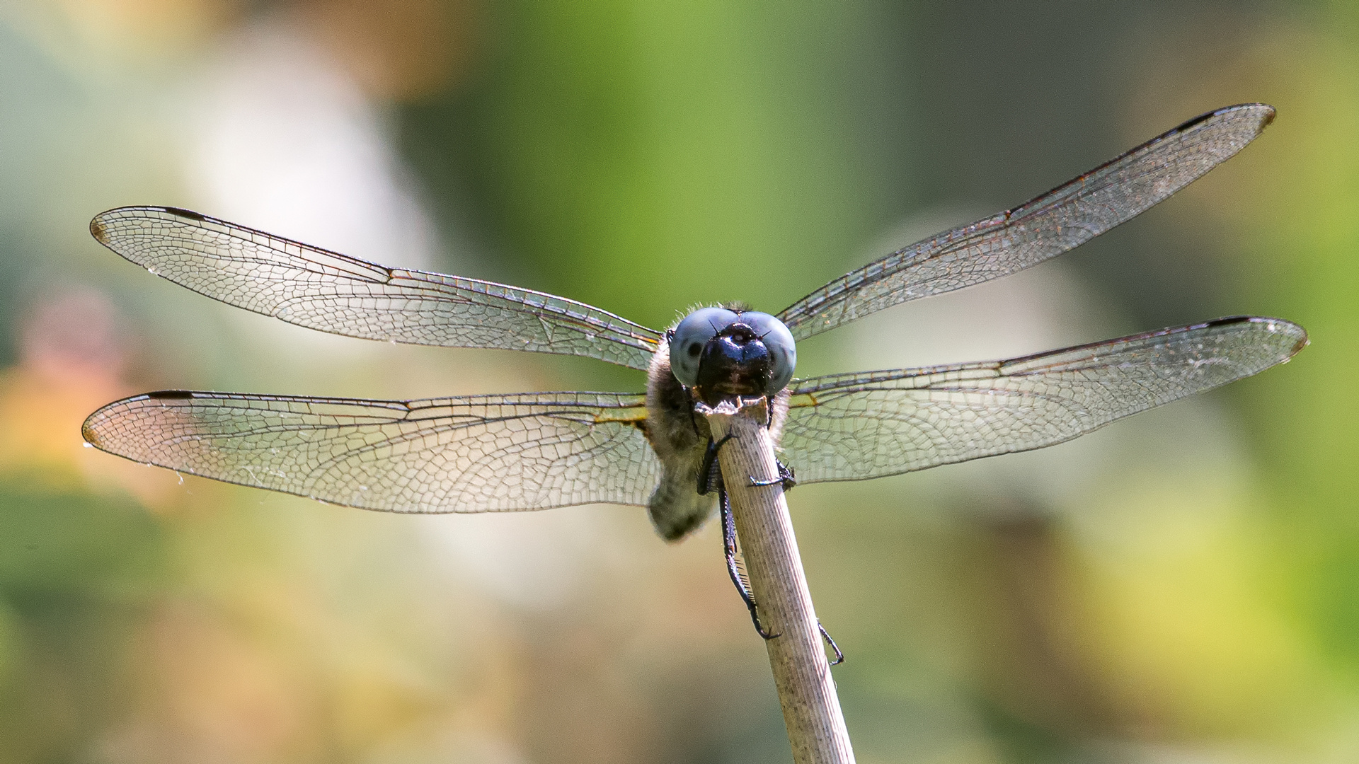 Spitzfleck Libelle