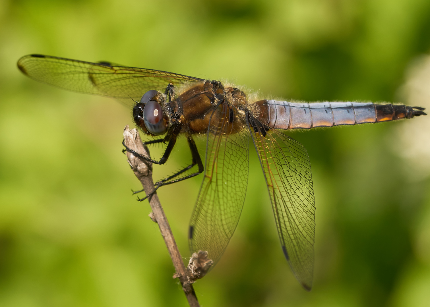 Spitzfleck-Libelle