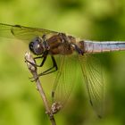 Spitzfleck-Libelle