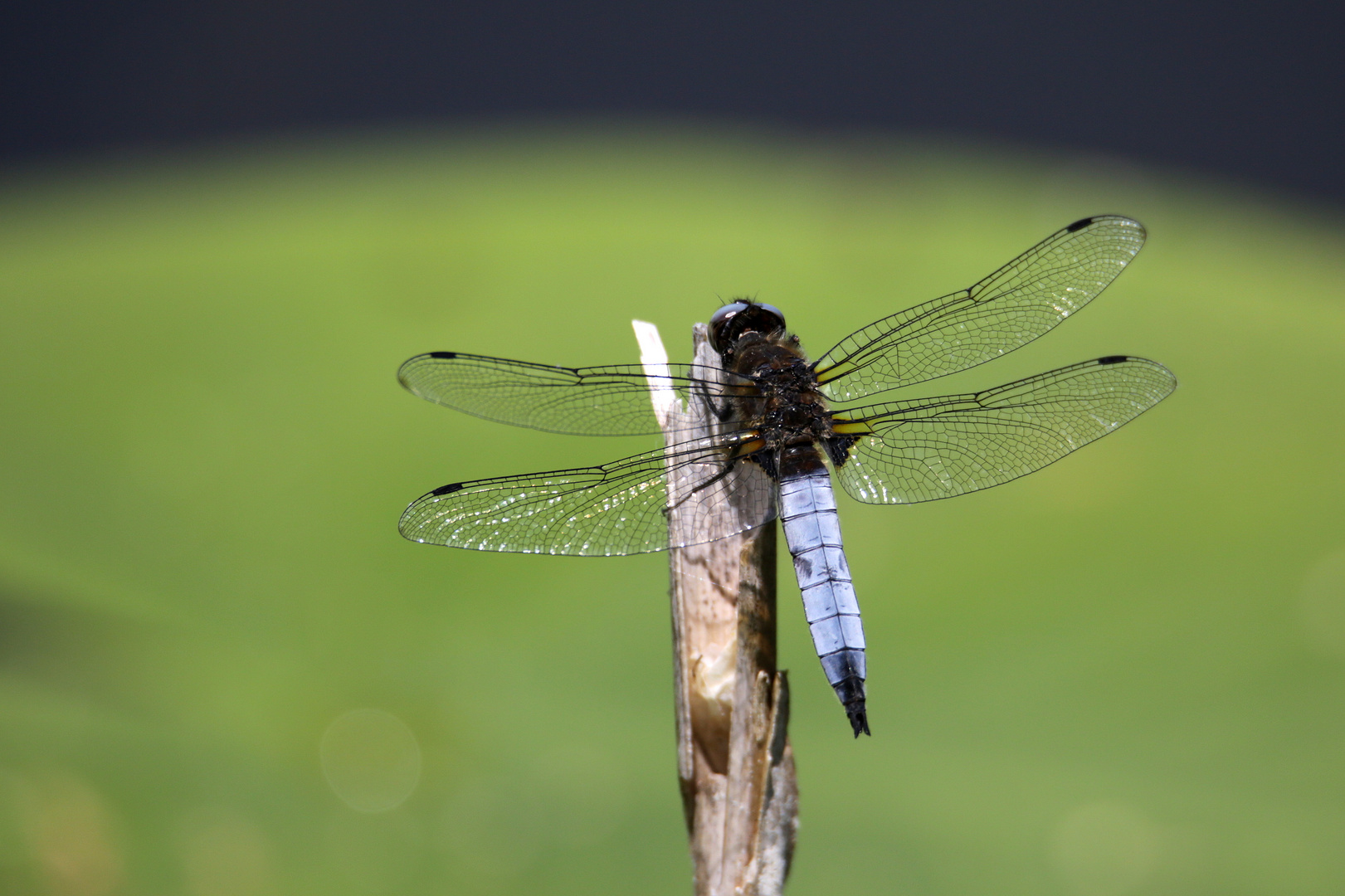 Spitzfleck Libelle