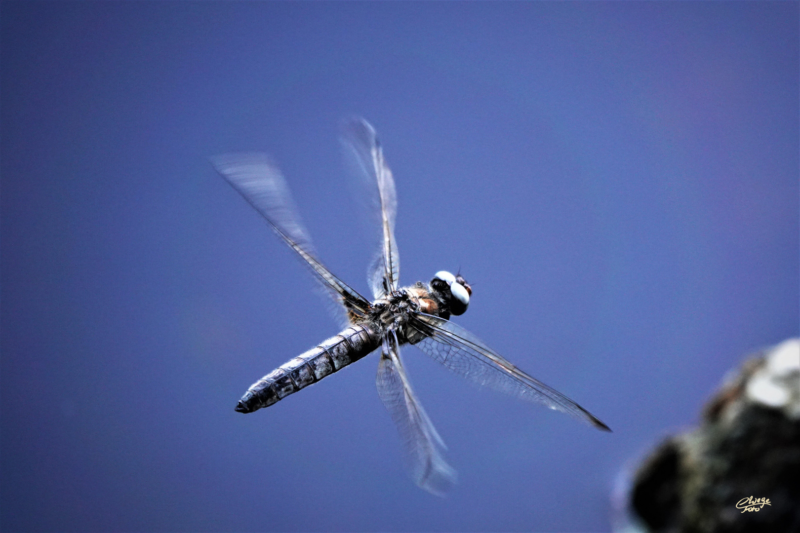 Spitzfleck-Libelle im Freiflug