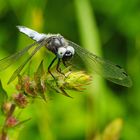 Spitzfleck (Libellula fulva)