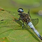 Spitzfleck (Libellula fulva)